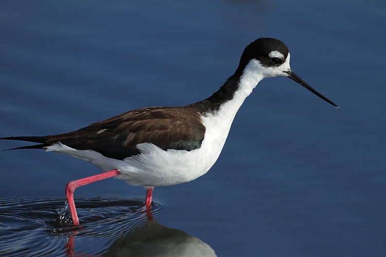 Black-necked stilt
