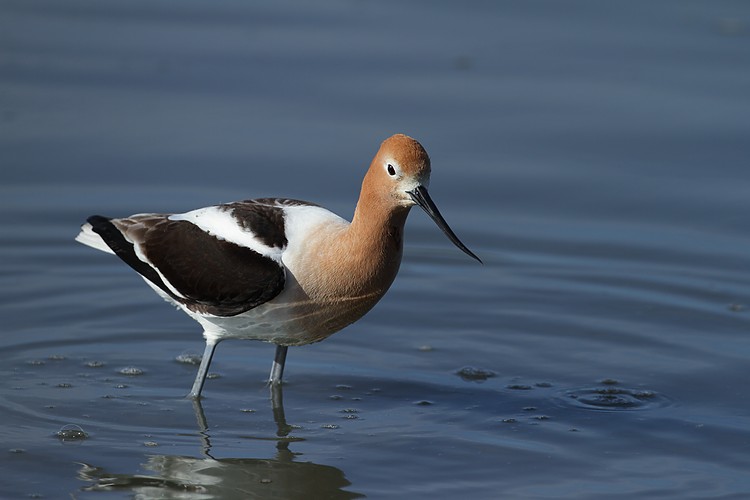 American avocet