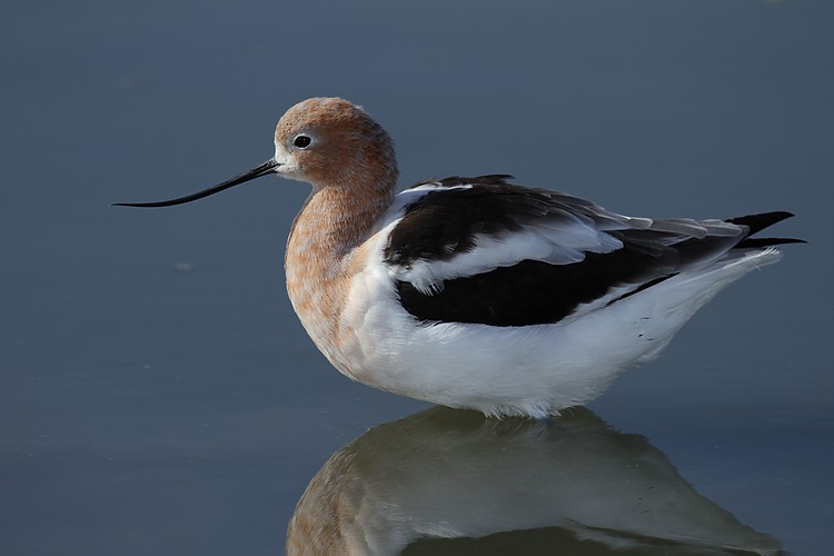 American avocet