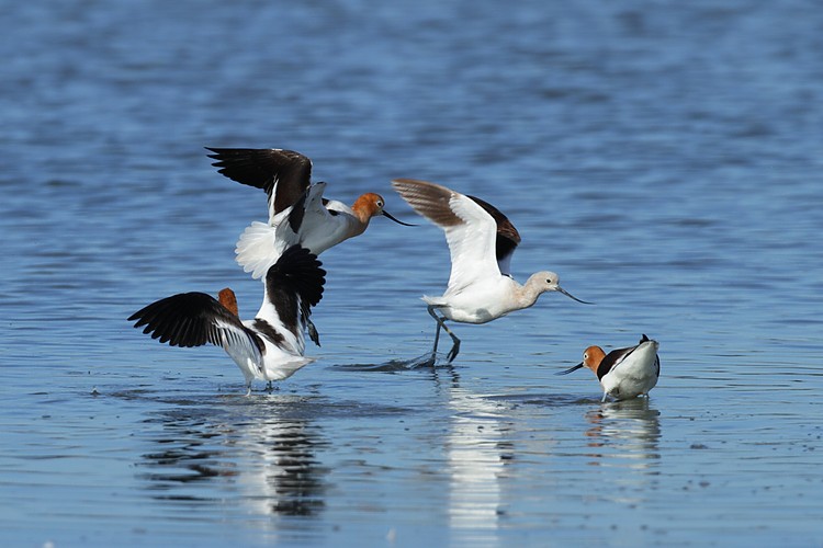 American avocets