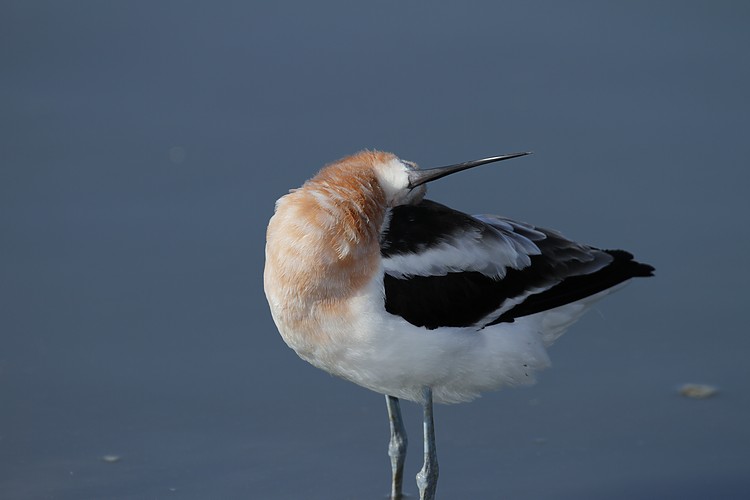 American avocet
