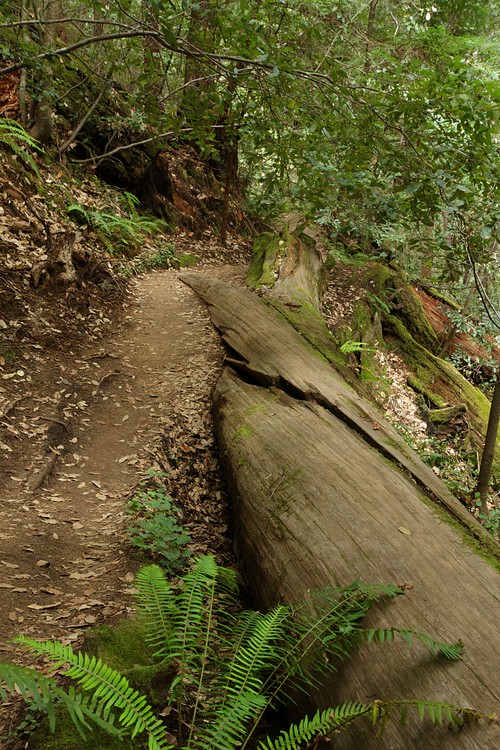 Skyline-to-the-Sea Trail