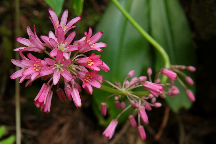 Red Clintonia