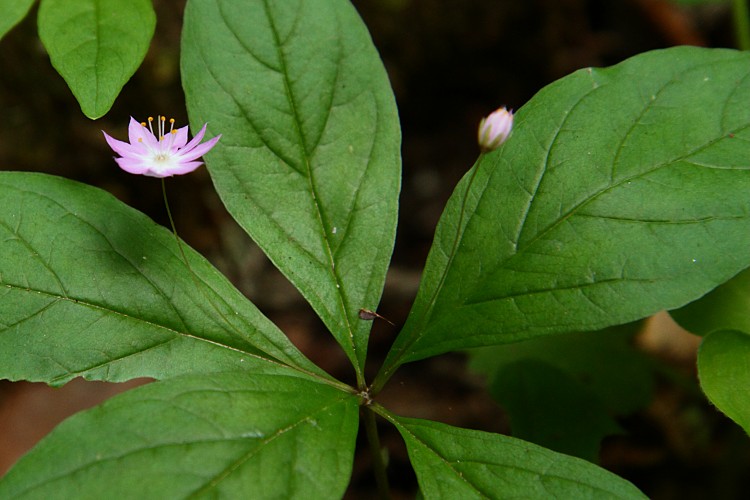 Pacific Starflower