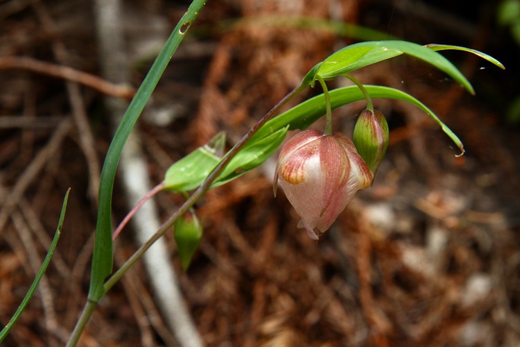 Globe Lily
