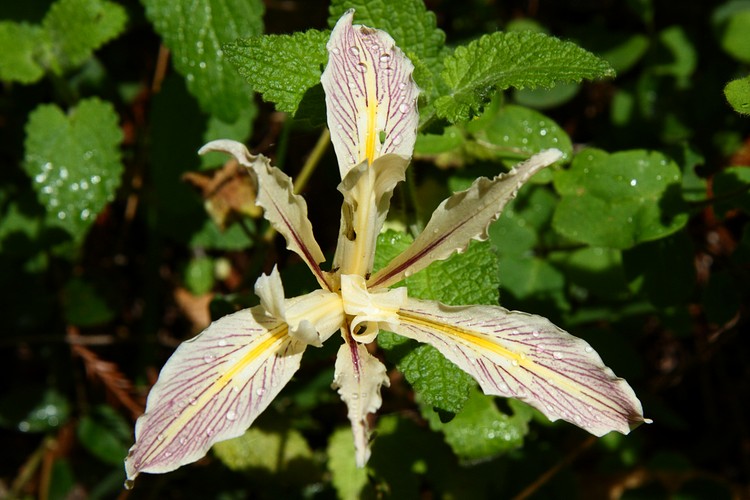 Yellowleaf Iris