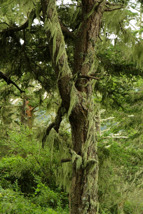 Mossy tree