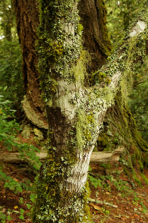 Mossy tree