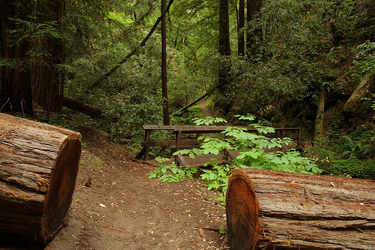 Butano Creek Trail