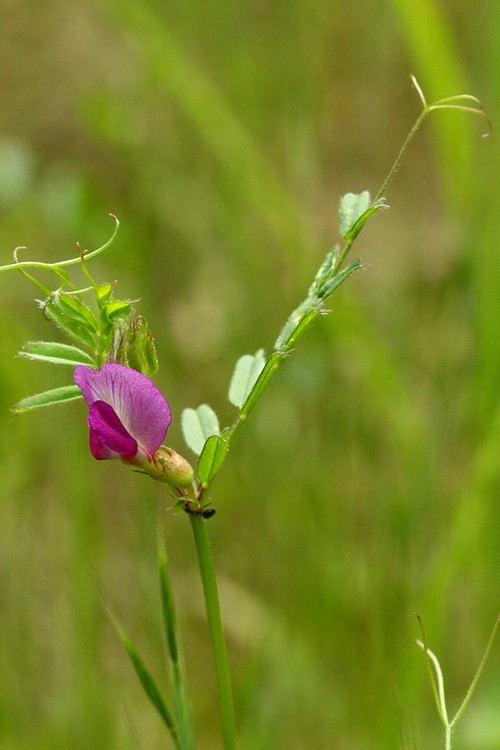 Wild Pea