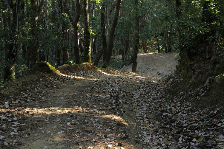 Archery Fire Road - Huddart Park