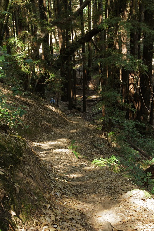 Lonely Trail - Phleger Estate