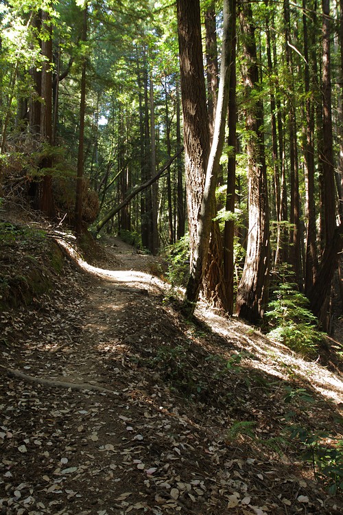 Mt. Redondo Trail - Phleger Estate