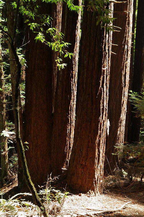 Redwoods