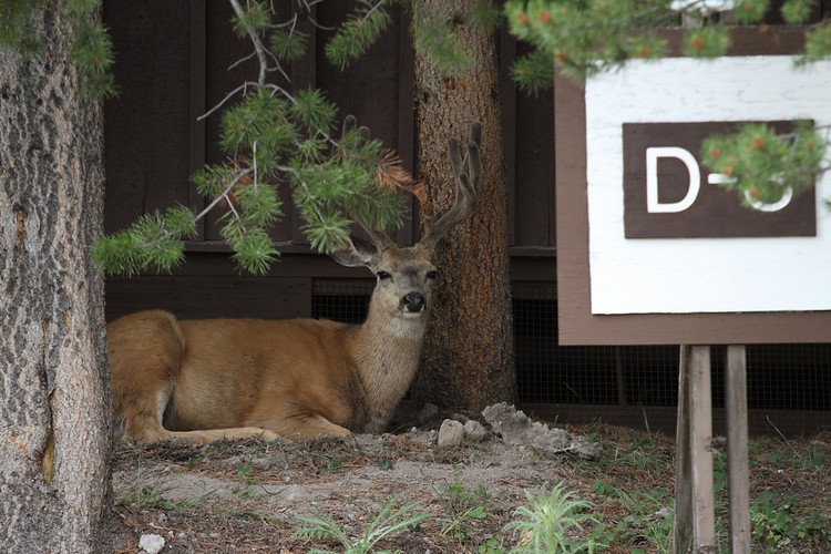 Buck resting at Canyon Cabins
