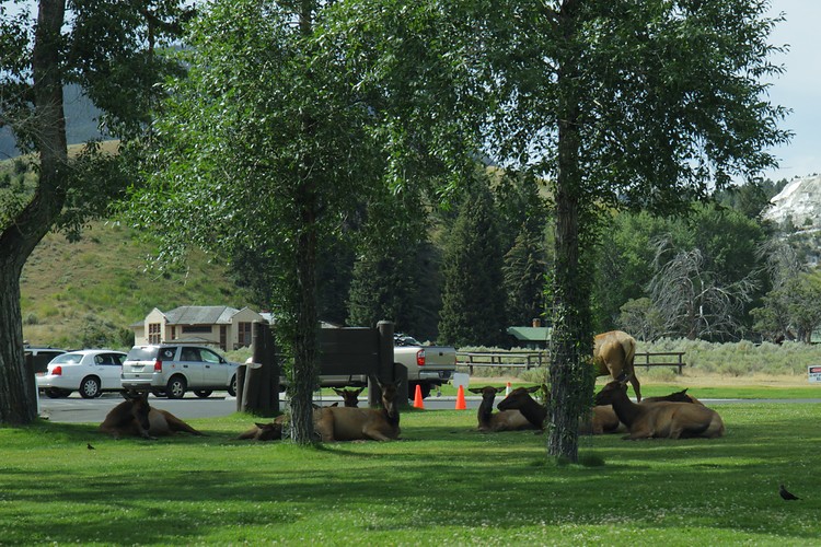 Elk resting at Mammoth Village