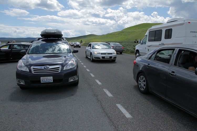 Buffalo Jam in the Hayden Valley