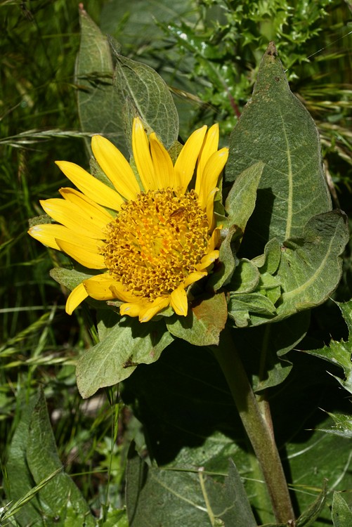 Coast Range Mule-ear