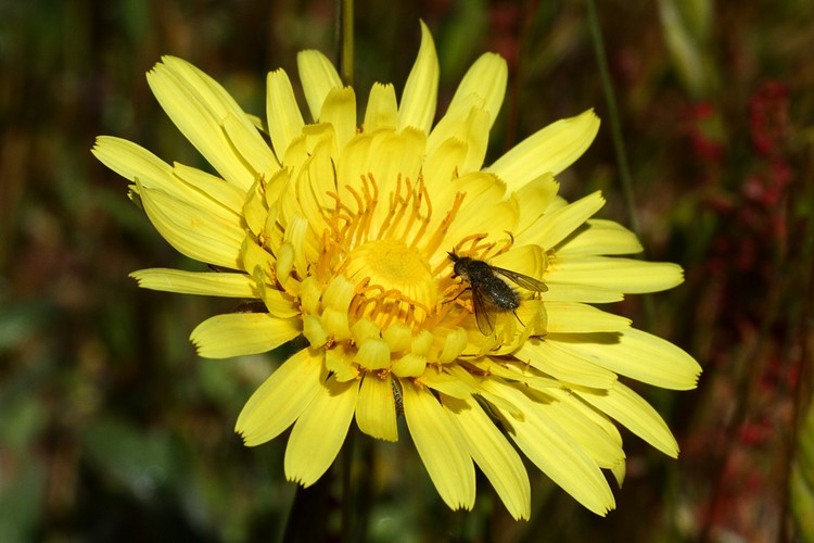 Flower and Pollinator