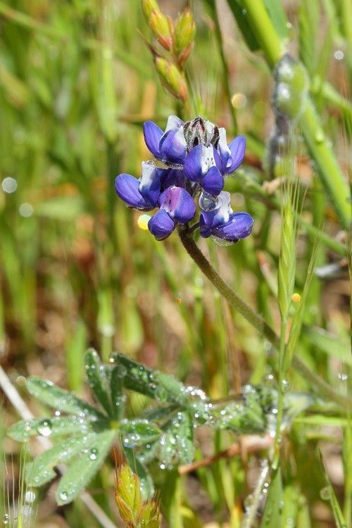 Minature Lupine