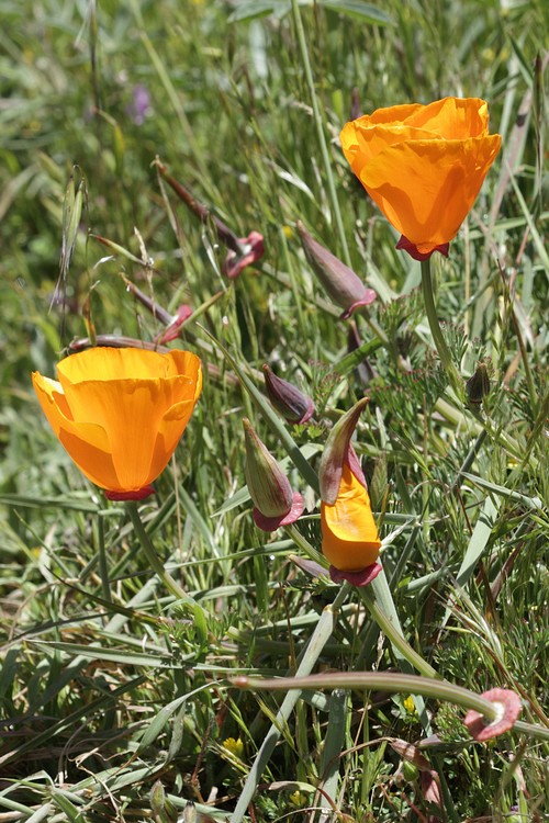 California Poppies