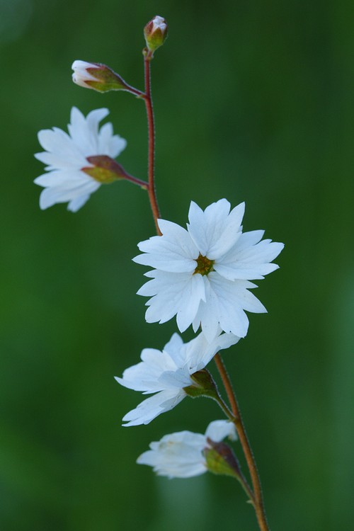 Woodland Star