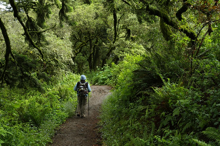 Hamms Gulch Trail