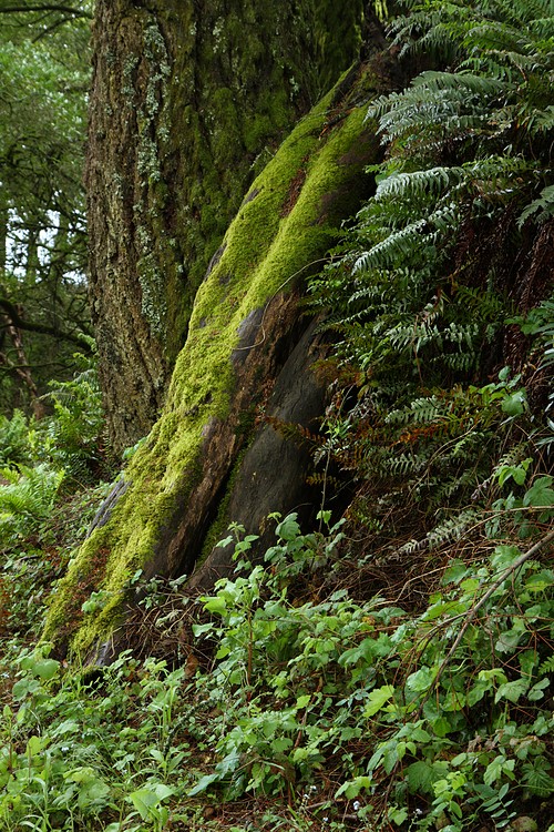 Mossy Log