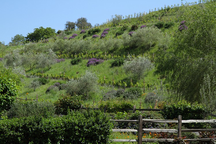 Benzinger Vinyards, Sonoma Country