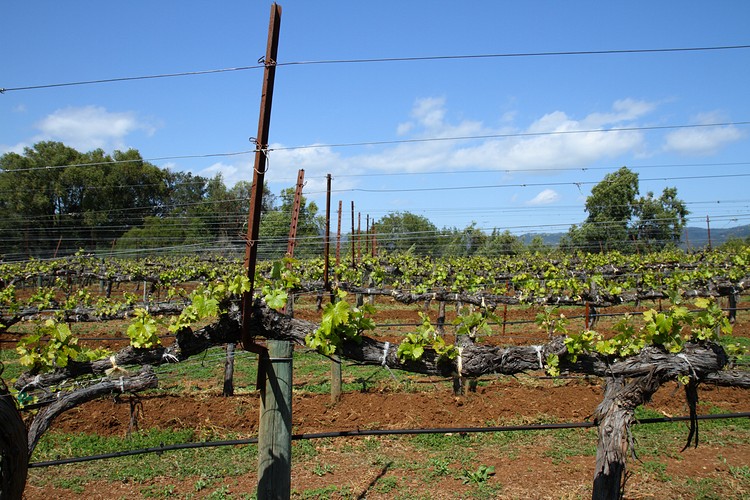 Benzinger Vinyards, Sonoma Country