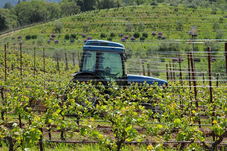 Benzinger Vinyards, Sonoma Country