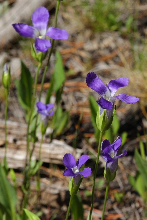 Fringed Gentian