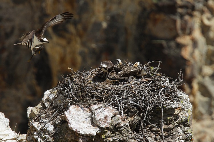 Osprey nest