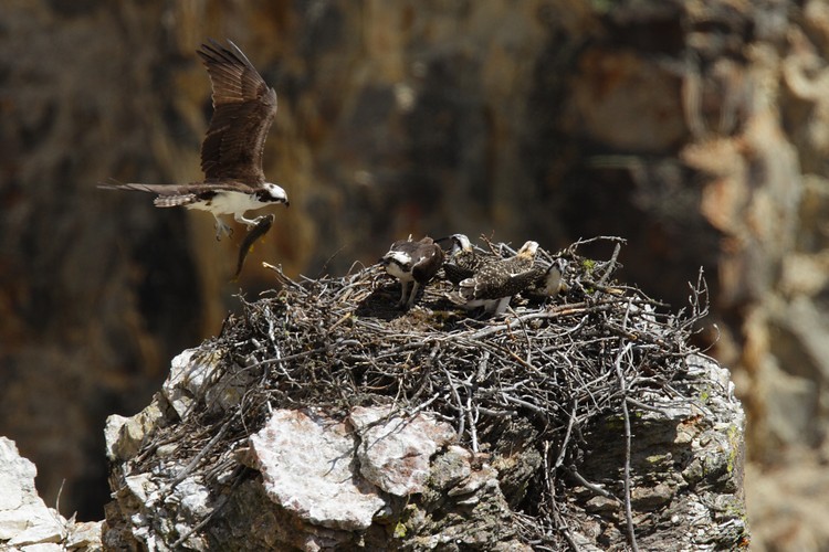 Osprey nest