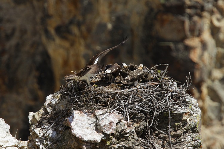 Osprey nest