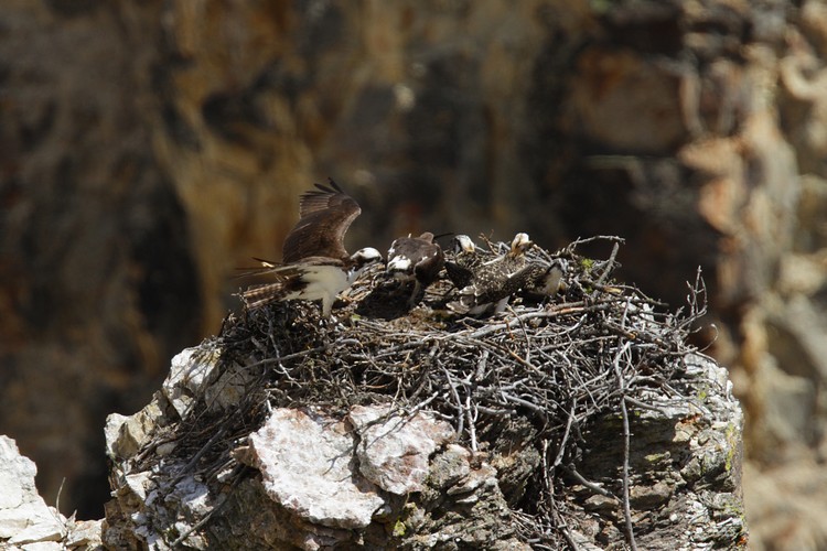 Osprey nest