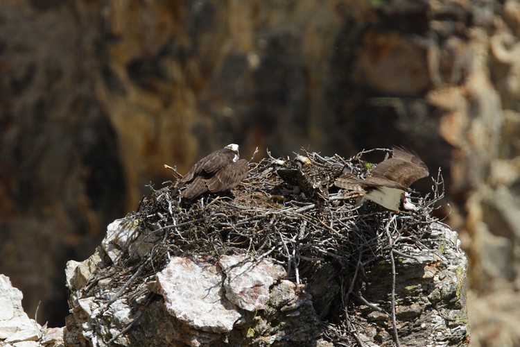 Osprey nest