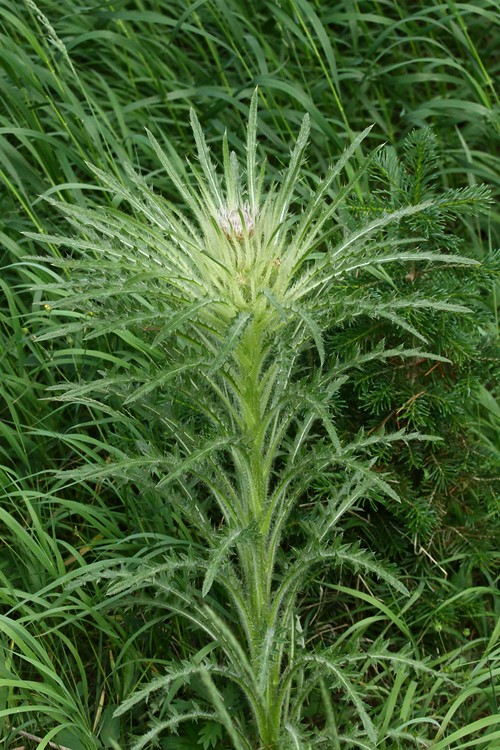 Thistle