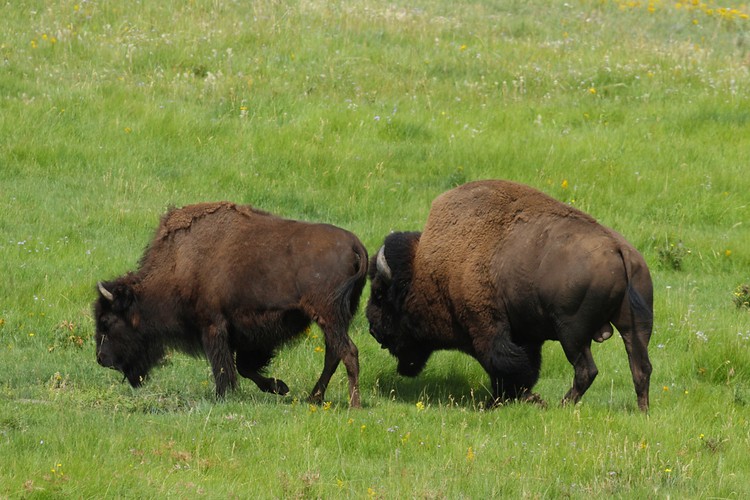 Bison - Lamar Valley