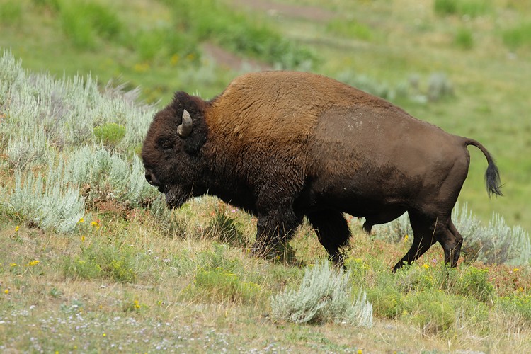 Bison - Lamar Valley