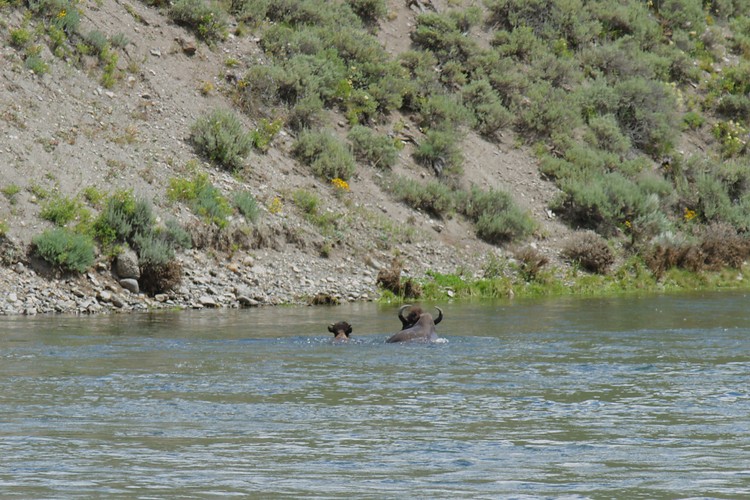 Bison - Yellowstone River