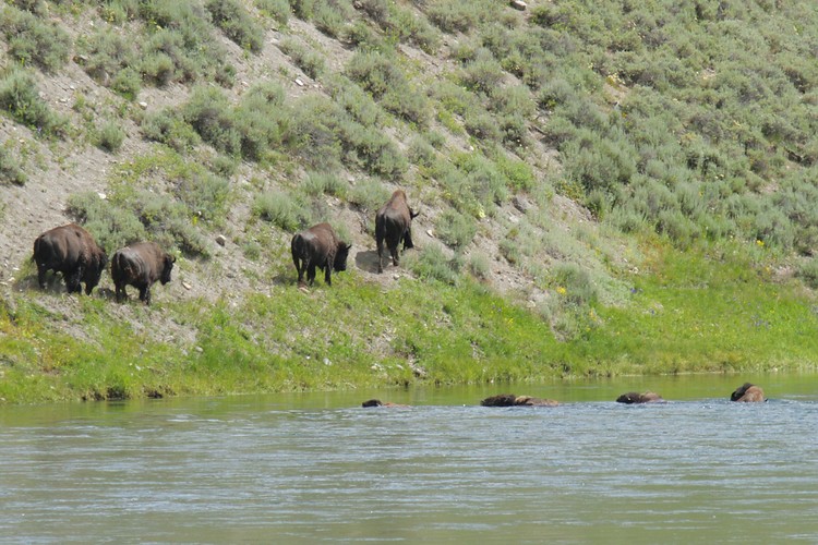 Bison - Yellowstone River