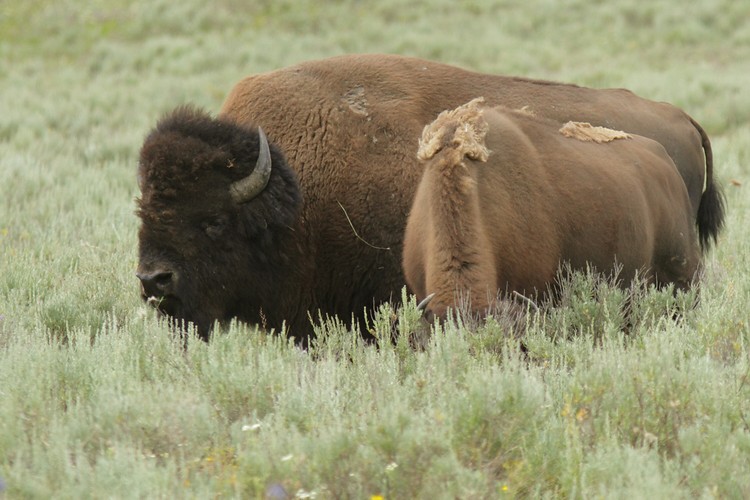 Bison - Hayden Valley