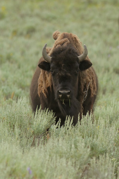 Bison - Hayden Valley
