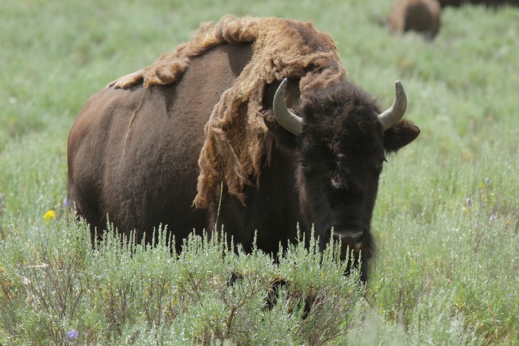 Bison - Hayden Valley