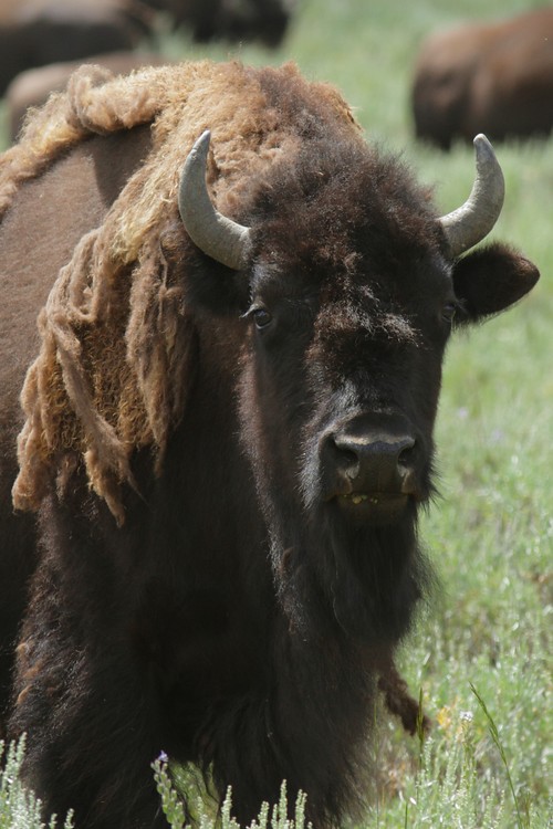 Bison - Hayden Valley