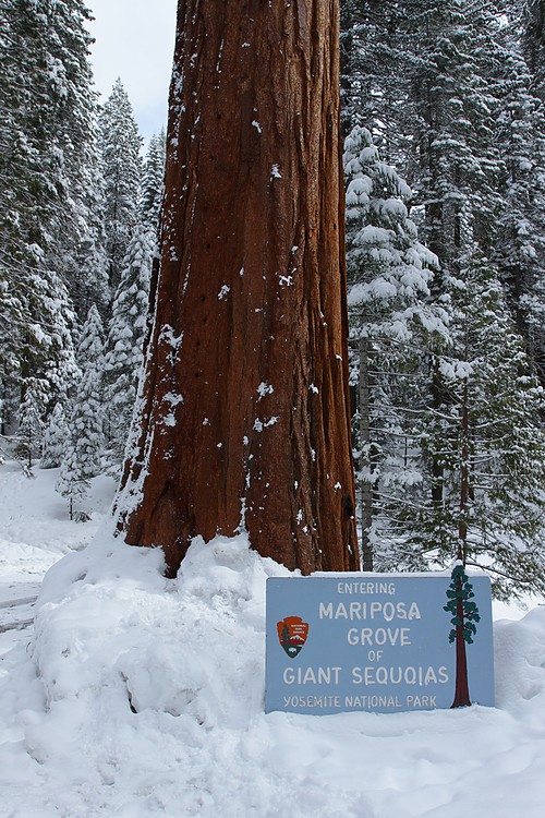 Mariposa Grove