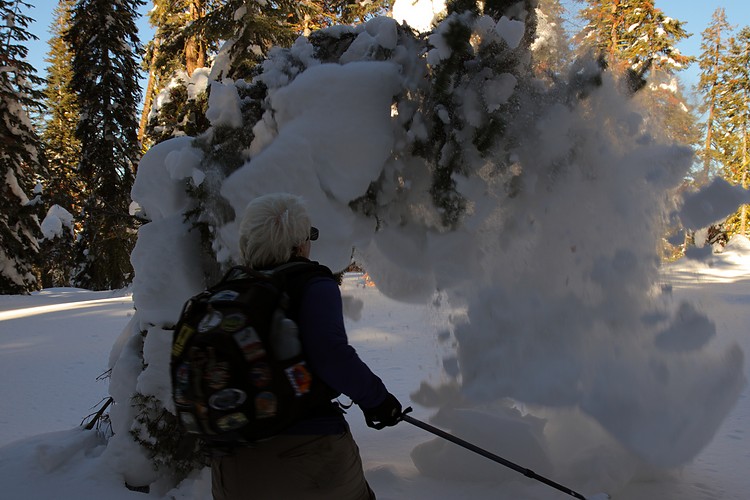 Diane shakes off the snow