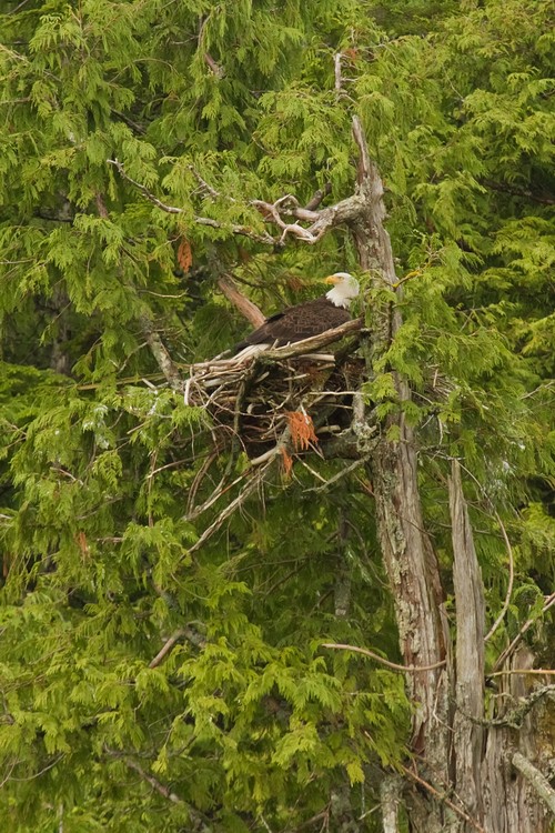 Bald Eagle