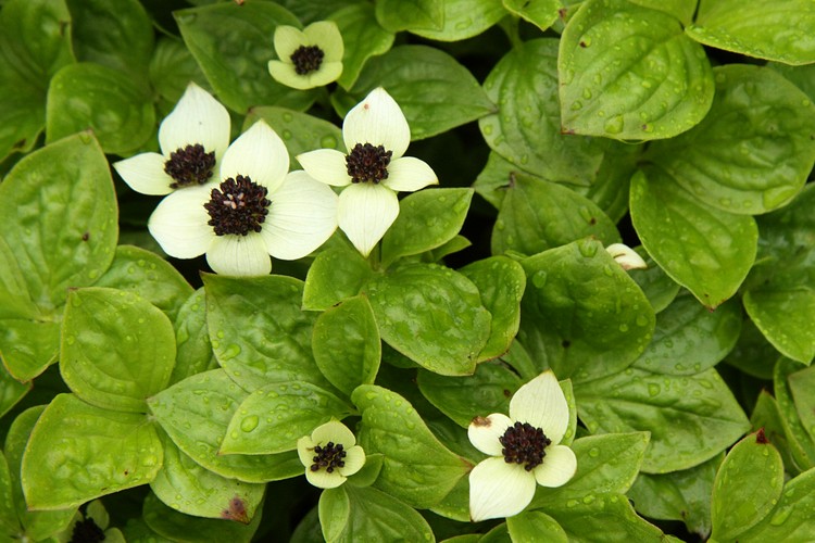 Dwarf Dogwood